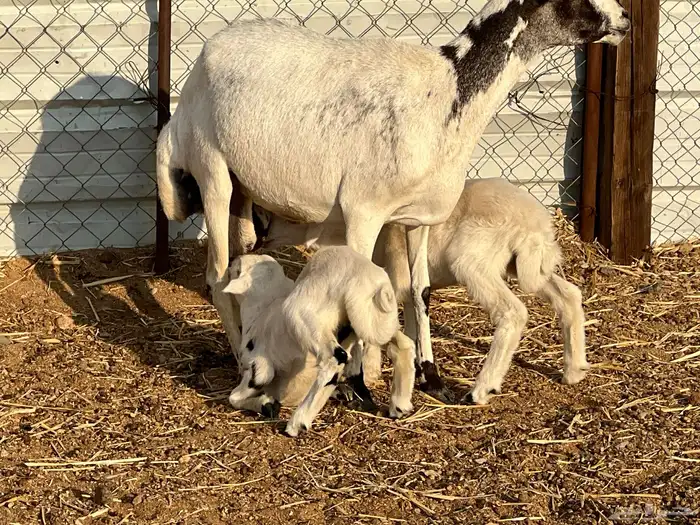 نعجه والد متاومه 1