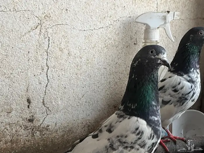 مجموعه حمام بكستاني فيها التيدي ولكمنقر وسلكوتي 6