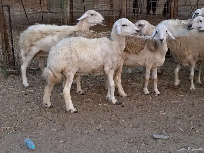 20 ضان حريات ماشاء الله تبارك الرحمن 15