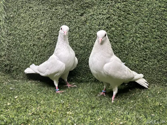 حمام صنعاوي صنعاني 1