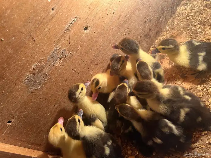 للبيع صوص بط مصري 1