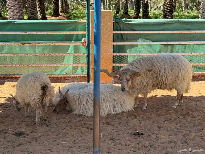 غنم هنقاري نوادر 0