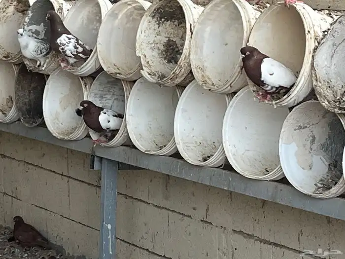 حمام شامي ورقاصي منتج 9