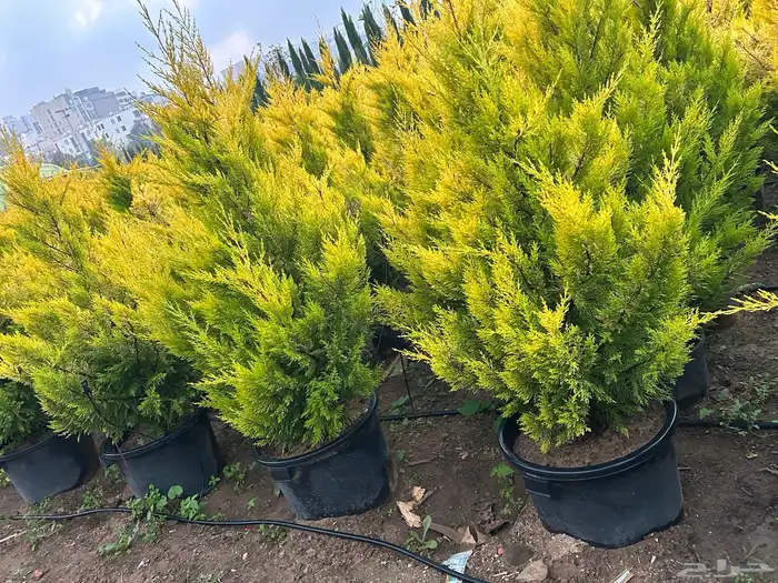 سرو عطري كبير شتلات 4