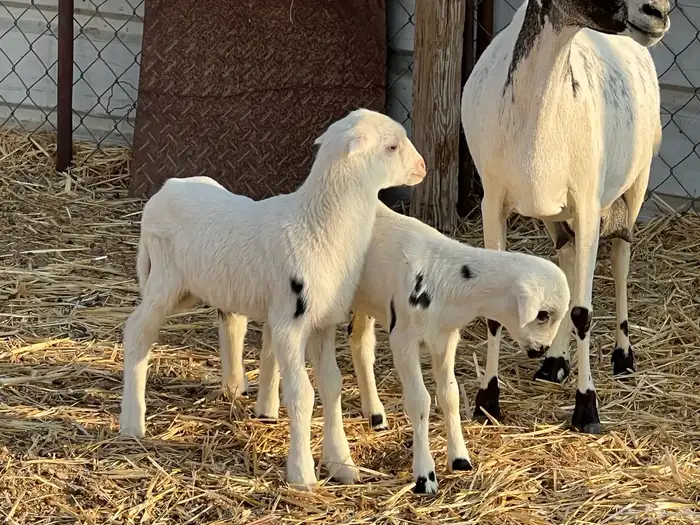 نعجه والد متاومه 5