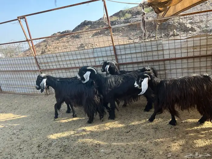 للبيع معزى ولد 0