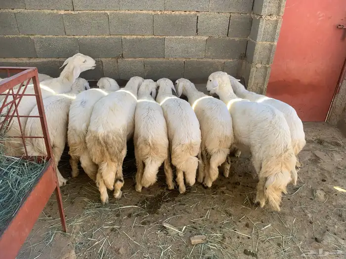 رخال تاسيس مراح 0