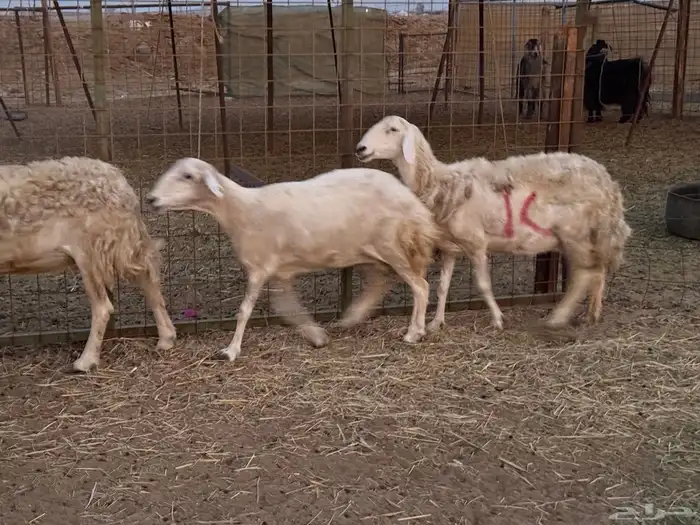 20 ضان حريات ماشاء الله تبارك الرحمن 13