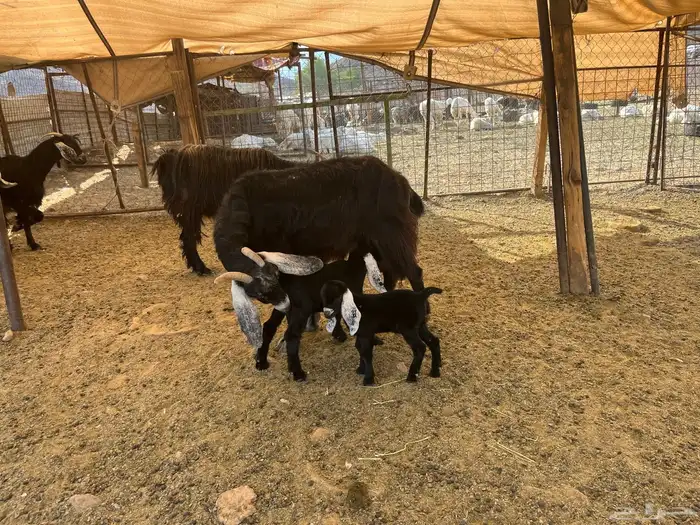 للبيع معزى ولد 3