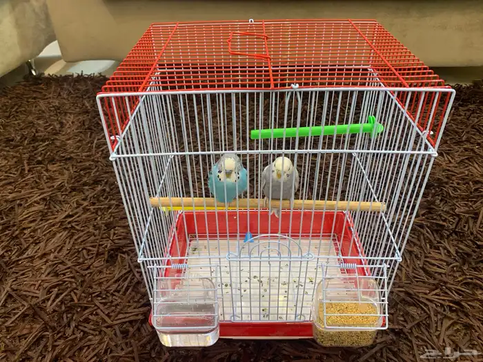 زوج بادجي جاهز  إنتاج 1