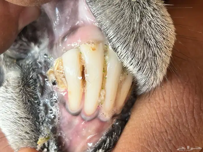 نعجه والد متاومه 8