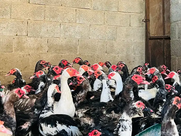 بط مسكوفي سوبر جامبو 2