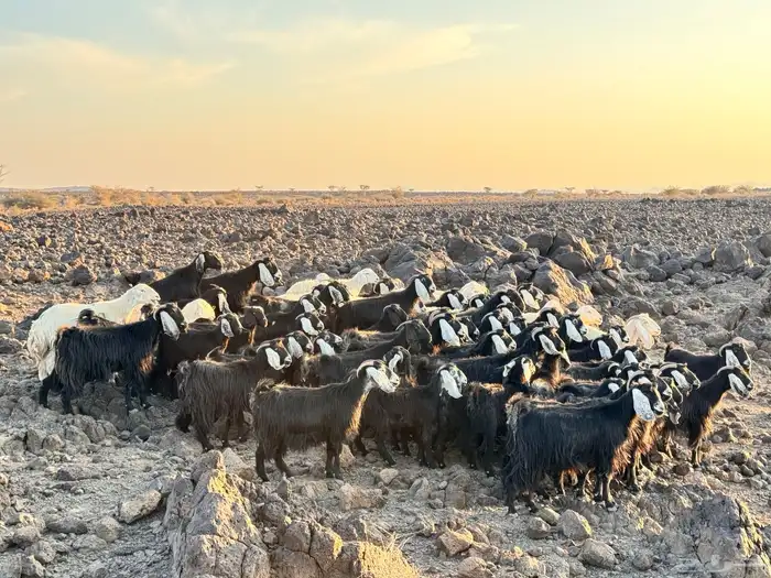 معزا عارضيات 0