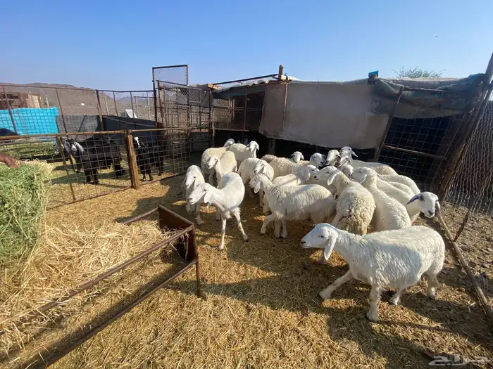 رخال حرش حريات صنف 0