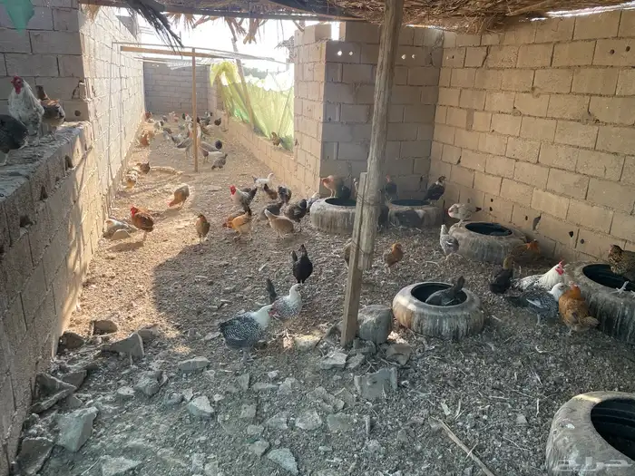 دجاج بياض فيومي وبلدي للبيع 2