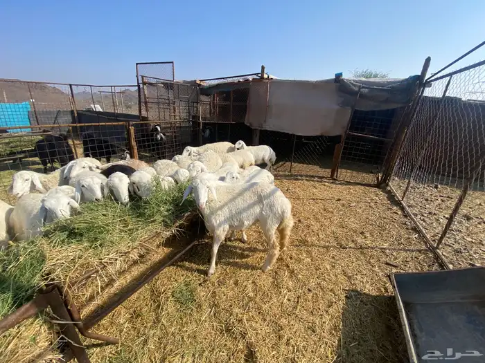 رخال حرش حريات صنف 4