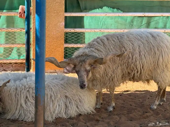 غنم هنقاري نوادر 1