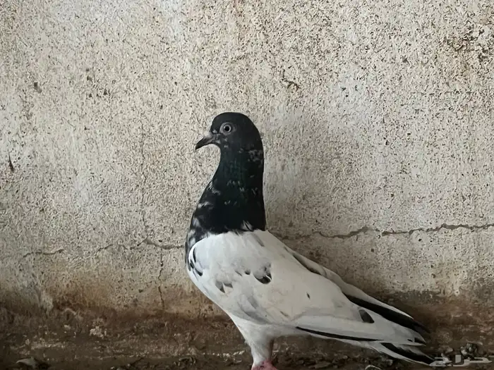 مجموعه حمام بكستاني فيها التيدي ولكمنقر وسلكوتي 8