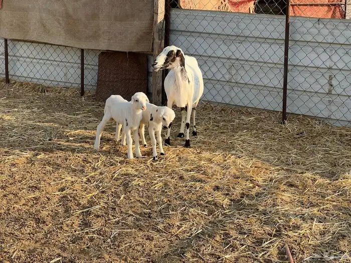 نعجه والد متاومه 6