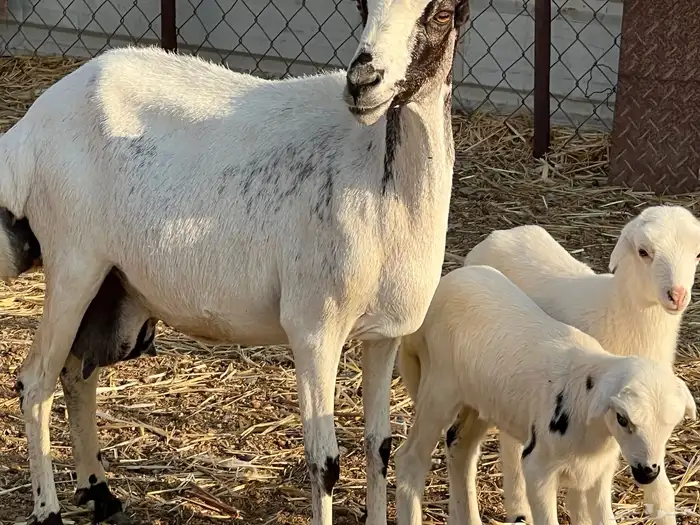 نعجه والد متاومه 3