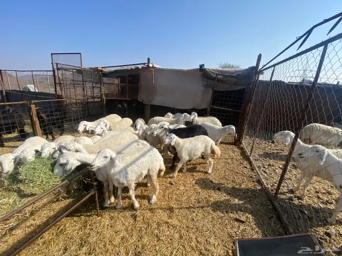 رخال حرش حريات صنف 2