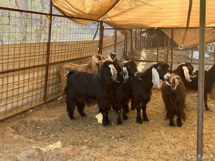 للبيع معزى ولد 2