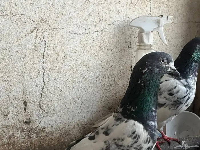 مجموعه حمام بكستاني فيها التيدي ولكمنقر وسلكوتي 7