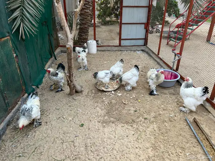 للبيع مجموعة من الدجاج و الديوك برهما كولمبي اصلي 4