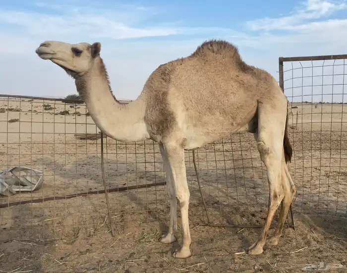 للبيع قعود 0