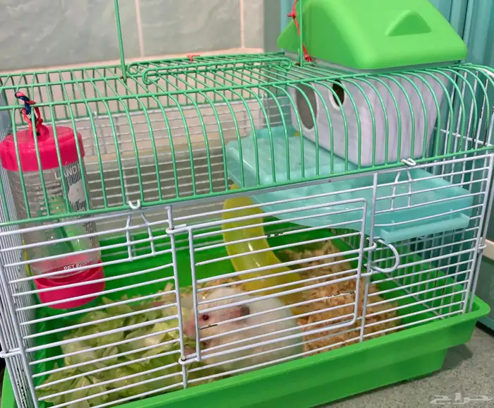 هامستر للبيع 2