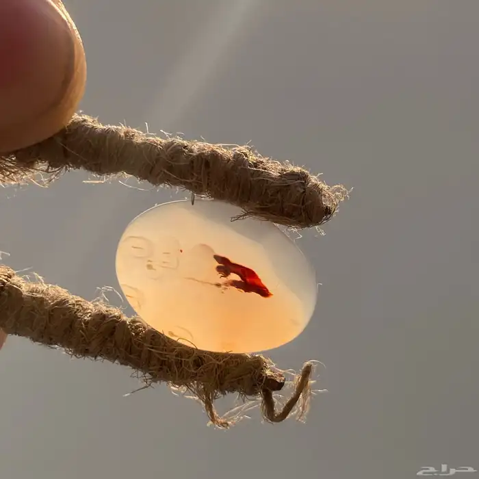 فص عقيق يماني مصور 5