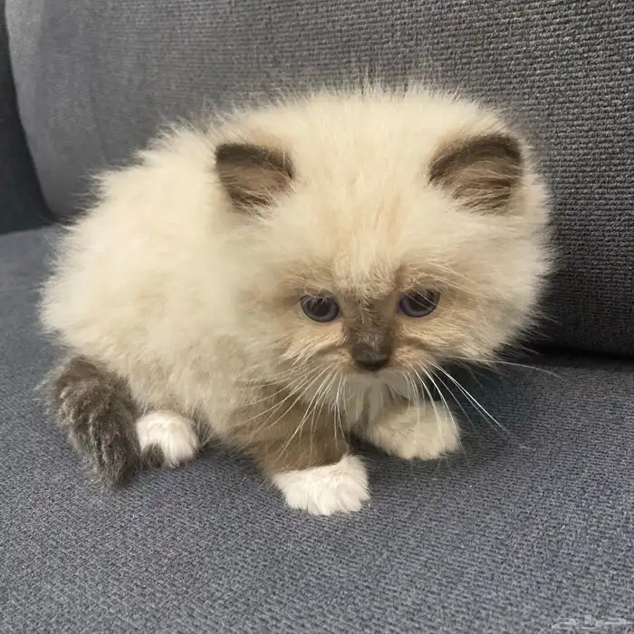 هاف بيكي هملايا مون فيس للبيع انتاج نادر وجميل 0