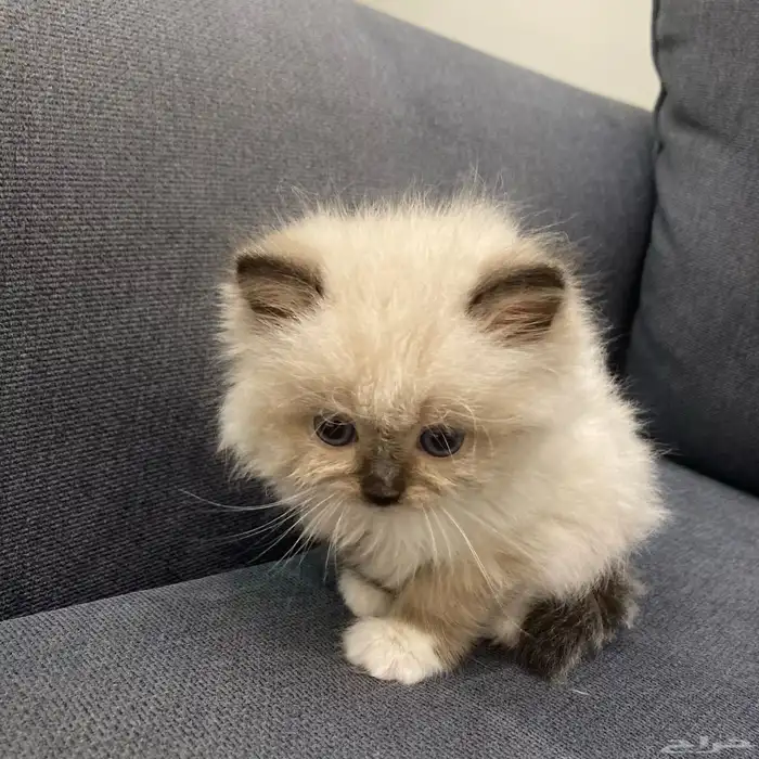 هاف بيكي هملايا مون فيس للبيع انتاج نادر وجميل 1