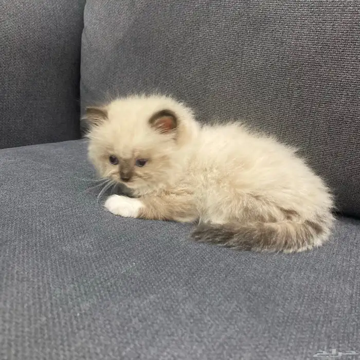 هاف بيكي هملايا مون فيس للبيع انتاج نادر وجميل 3