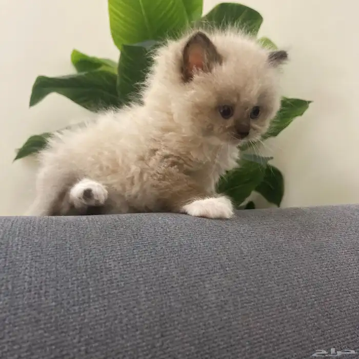 هاف بيكي هملايا مون فيس للبيع انتاج نادر وجميل 2