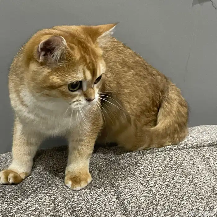 سكوتش ستريت للبيع 1