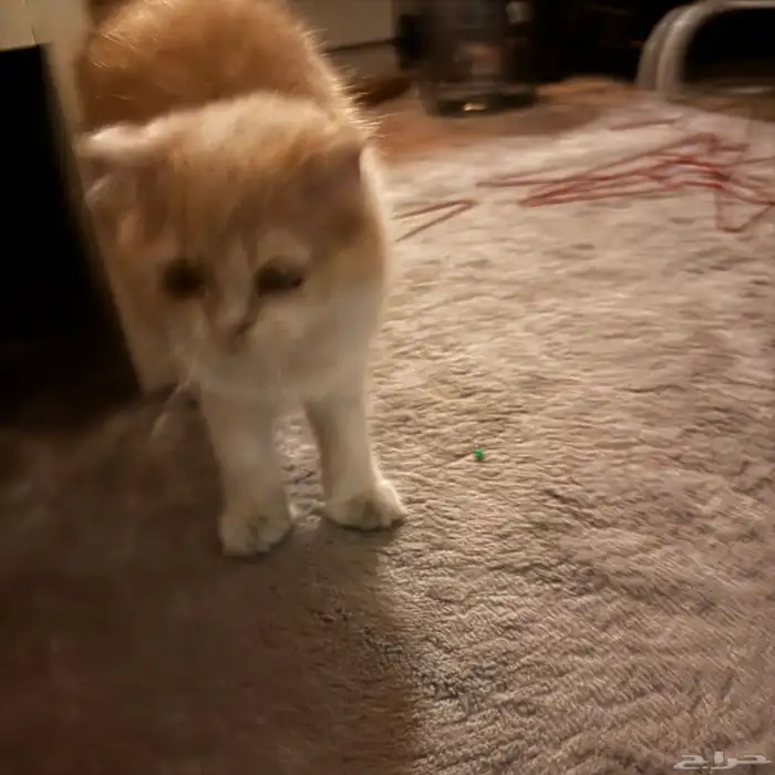 قطة مفقوده حي الندى الدمام لن تسل م الا لصاحبها ليست للتبني 2