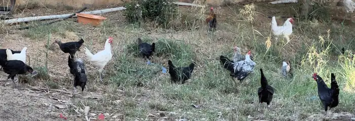 دجاج بلدي بياض 5