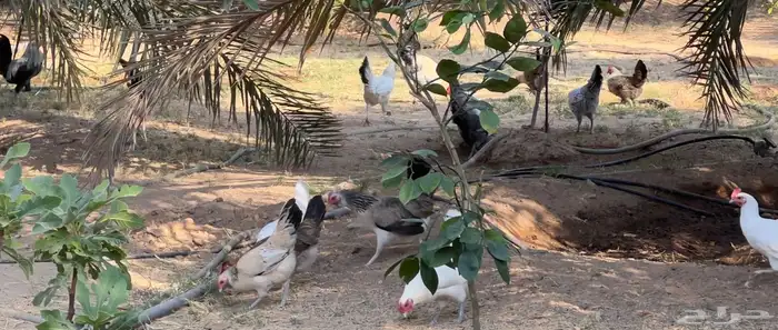 دجاج بلدي بياض 3