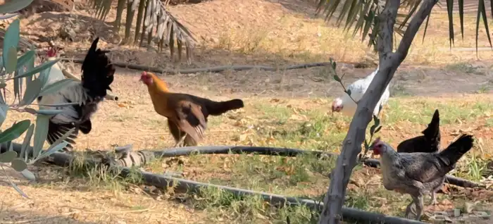 دجاج بلدي بياض 6