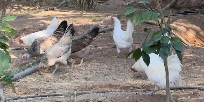 دجاج بلدي بياض 0