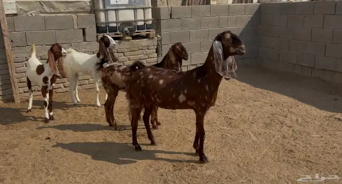 جفار مصريه منوة القناي 0