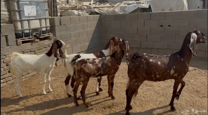 جفار مصريه منوة القناي 3