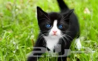 توصيل حيوانات بين المدن 2