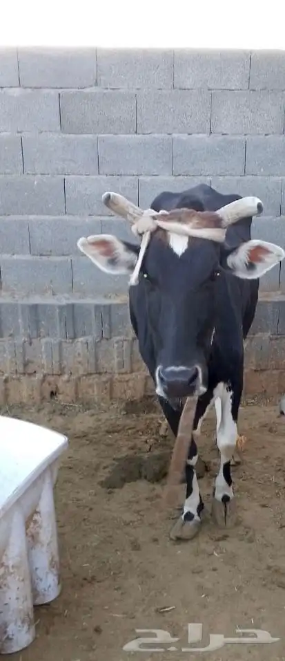 بقرة للبيع 0