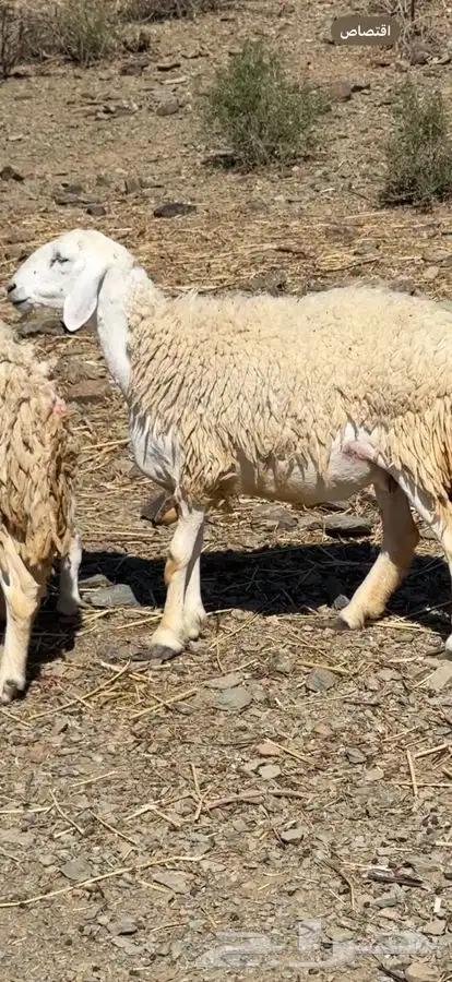 عنم صنف للبيع 2