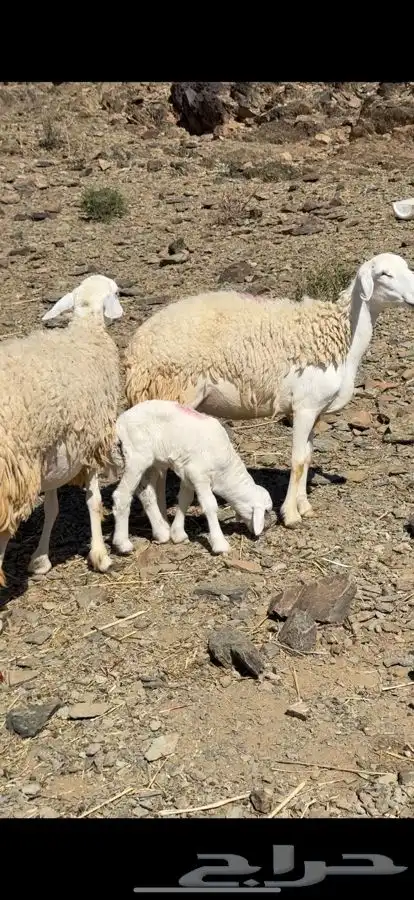 عنم صنف للبيع 1