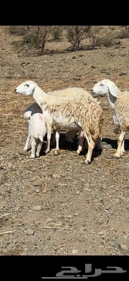 عنم صنف للبيع 0