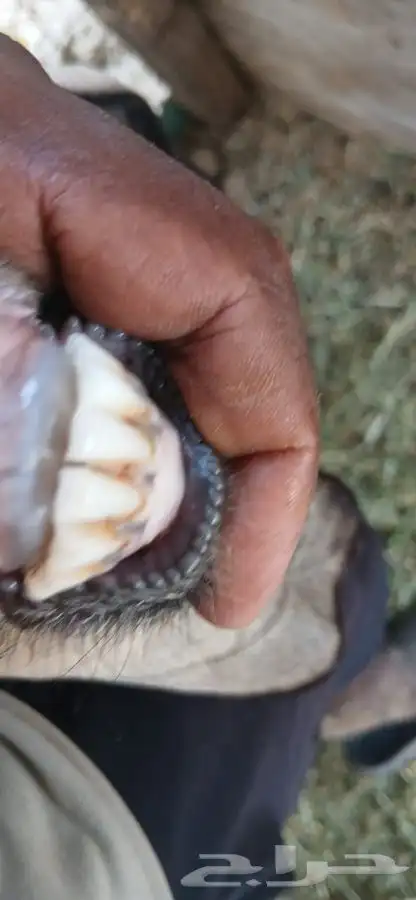 ثنيتن معزاء عوارض يتبعها تيس الحد480لراس كبيروصغير 7