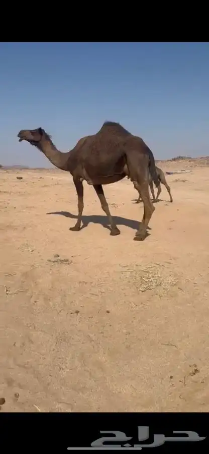 للبيع الخلفه 0